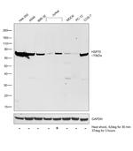 HSP70 Antibody