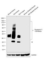 Aquaporin 3 Antibody in Western Blot (WB)