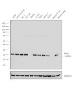 RhoC Antibody in Western Blot (WB)