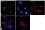 TSPO Antibody in Immunocytochemistry (ICC/IF)