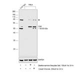 Carbonic Anhydrase IX Antibody