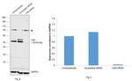 Carbonic Anhydrase IX Antibody in Western Blot (WB)