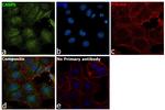 Caspase 3 Antibody in Immunocytochemistry (ICC/IF)