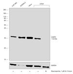 Caspase 3 Antibody in Western Blot (WB)