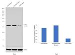 Caspase 3 Antibody in Western Blot (WB)