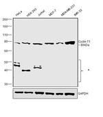 Cyclin T1 Antibody in Western Blot (WB)