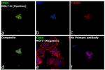 CDK6 Antibody