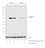 Chromogranin A Antibody in Western Blot (WB)