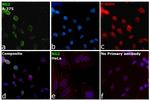 NG2 Antibody