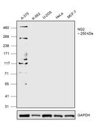 NG2 Antibody