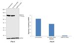 DNMT3A Antibody