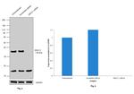 ERCC1 Antibody in Western Blot (WB)