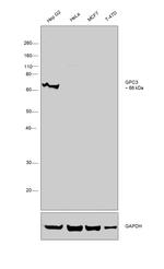 Glypican 3 Antibody in Western Blot (WB)