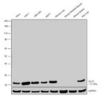 GLO1 Antibody in Western Blot (WB)