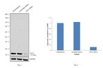 GLO1 Antibody in Western Blot (WB)