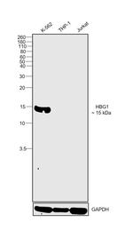 Hemoglobin gamma A Antibody in Western Blot (WB)