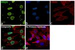 HMGA1 Antibody in Immunocytochemistry (ICC/IF)