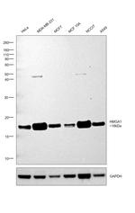 HMGA1 Antibody in Western Blot (WB)