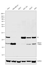 HMGA1 Antibody in Western Blot (WB)