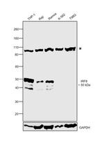 IRF8 Antibody in Western Blot (WB)