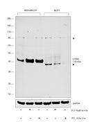 CYR61 Antibody in Western Blot (WB)