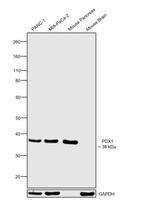 PDX1 Antibody