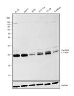 Pan Ras Antibody in Western Blot (WB)