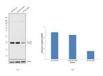 Pan Ras Antibody