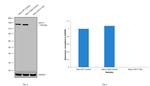 CD171 (L1CAM) Antibody in Western Blot (WB)