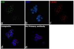 LCK Antibody in Immunocytochemistry (ICC/IF)