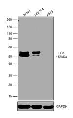 LCK Antibody in Western Blot (WB)