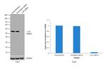 LCK Antibody