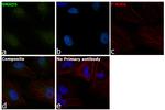 SMAD5 Antibody in Immunocytochemistry (ICC/IF)