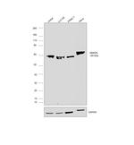 SMAD5 Antibody in Western Blot (WB)