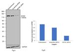 MCM2 Antibody