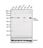 MLH1 Antibody