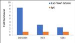 Myogenin Antibody in ChIP Assay (ChIP)