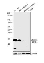 NDUFS3 Antibody