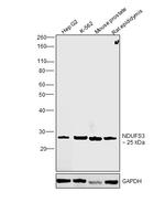 NDUFS3 Antibody in Western Blot (WB)