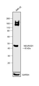 NeuroD1 Antibody in Western Blot (WB)