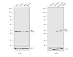 YBX1 Antibody in Western Blot (WB)