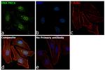 Phospho-DNA-PK (Ser2056) Antibody in Immunocytochemistry (ICC/IF)