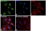 Phospho-DNA-PK (Ser2056) Antibody in Immunocytochemistry (ICC/IF)