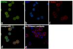 PTPN2 Antibody in Immunocytochemistry (ICC/IF)