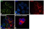 P-Selectin Antibody in Immunocytochemistry (ICC/IF)