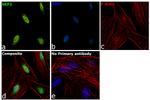 SKP2 Antibody in Immunocytochemistry (ICC/IF)