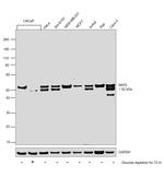 SKP2 Antibody in Western Blot (WB)