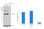 MCT1 Antibody