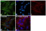 SNRPE Antibody in Immunocytochemistry (ICC/IF)