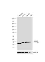 SNRPE Antibody in Western Blot (WB)